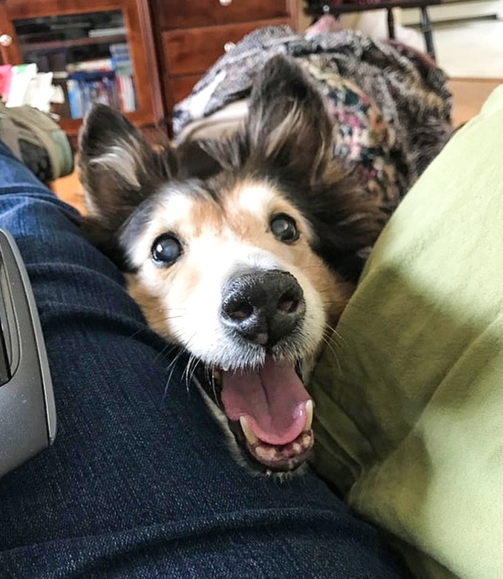 20 осіб і їх тварин, які просто створені для того, щоб бути однією командою