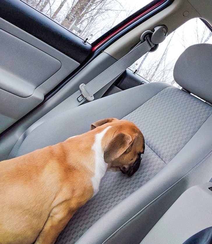 20 осіб і їх тварин, які просто створені для того, щоб бути однією командою