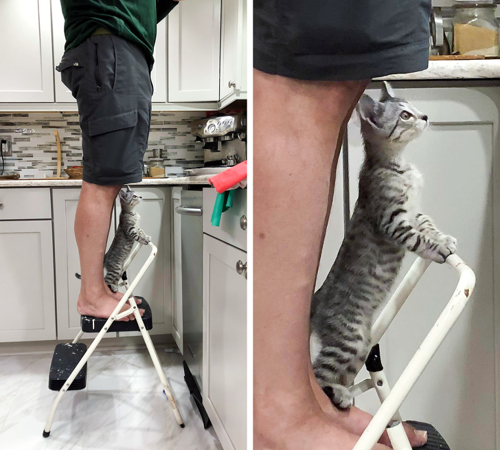 20 разів, коли чоловіки навідріз відмовлялися заводити тварин, а тепер жити без них не можуть