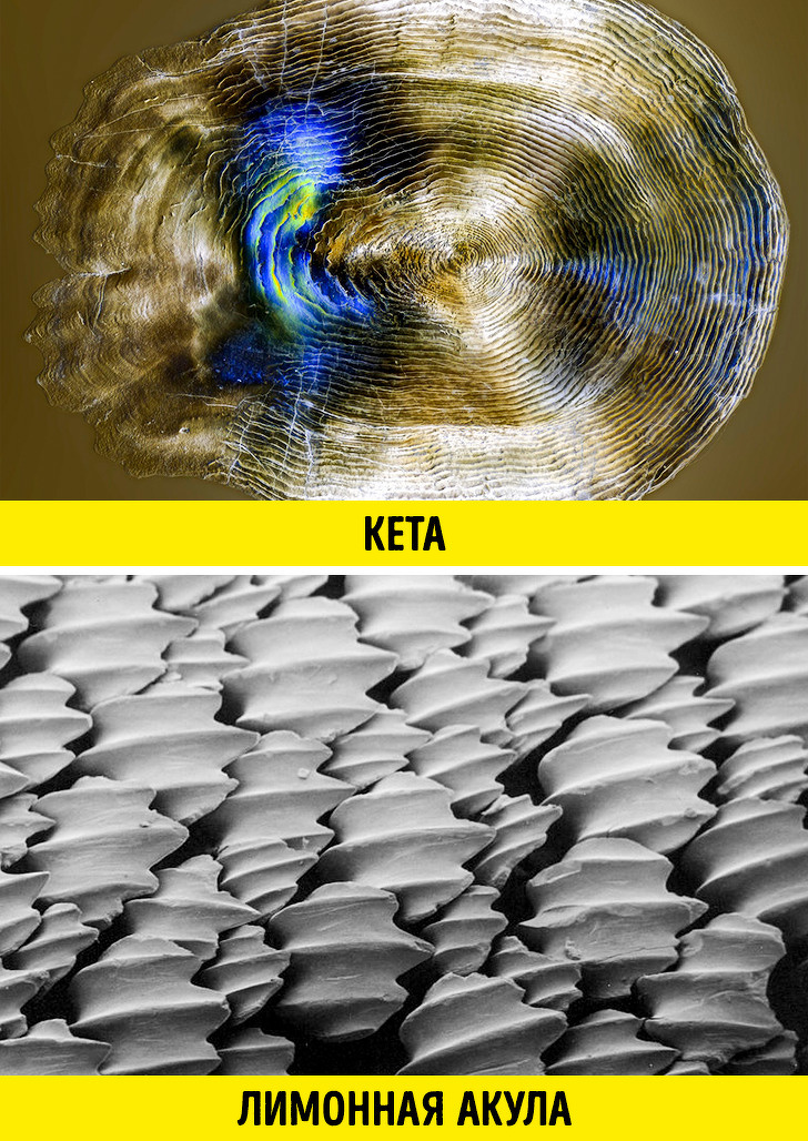 20+ речей, різницю між якими не помітити неозброєним оком