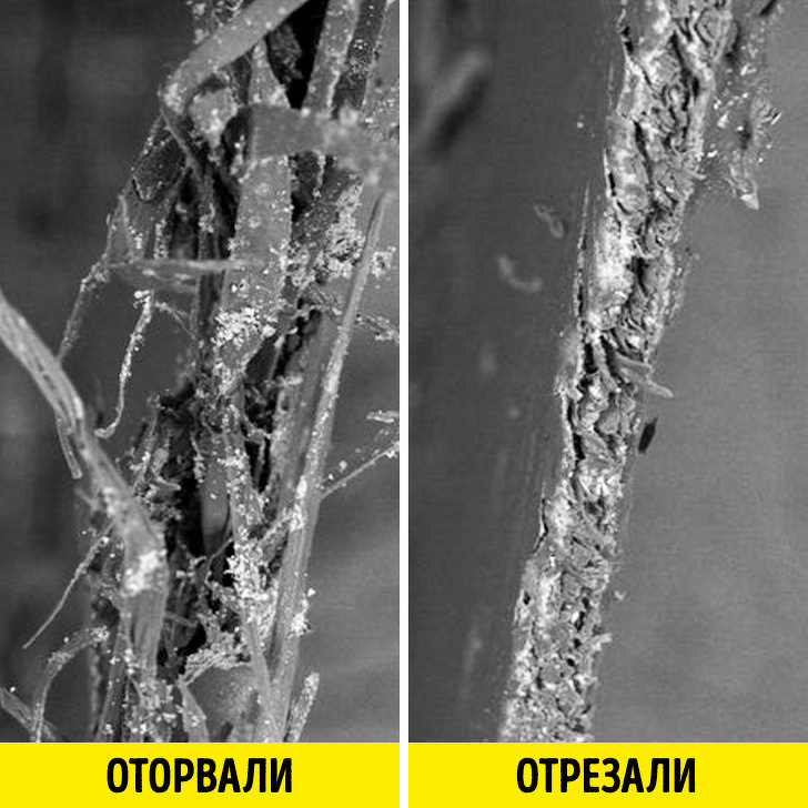 20+ речей, різницю між якими не помітити неозброєним оком