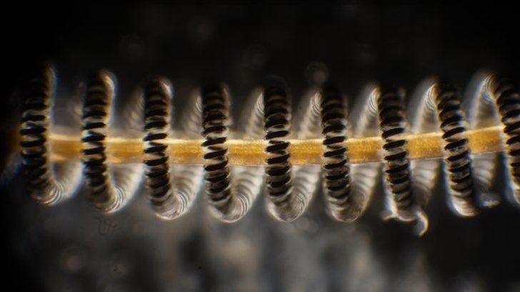 20+ речей, різницю між якими не помітити неозброєним оком