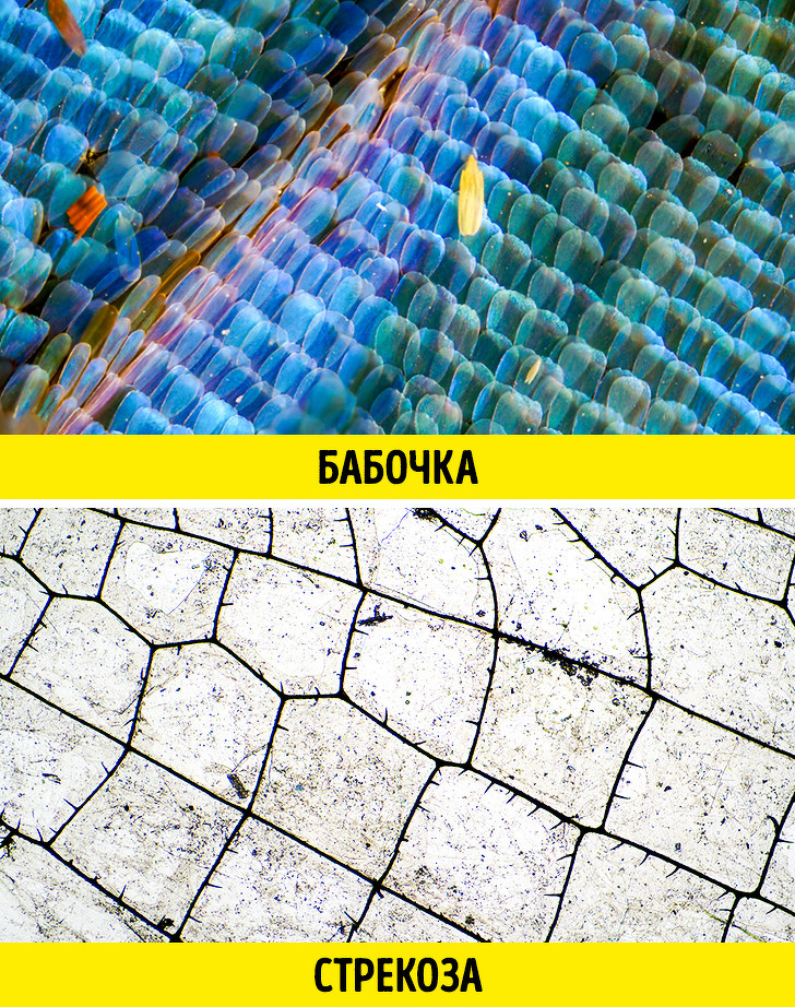 20+ речей, різницю між якими не помітити неозброєним оком