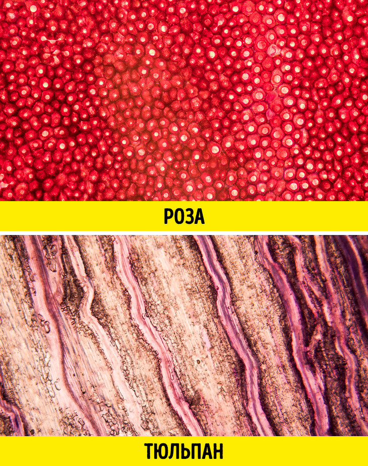 20+ речей, різницю між якими не помітити неозброєним оком