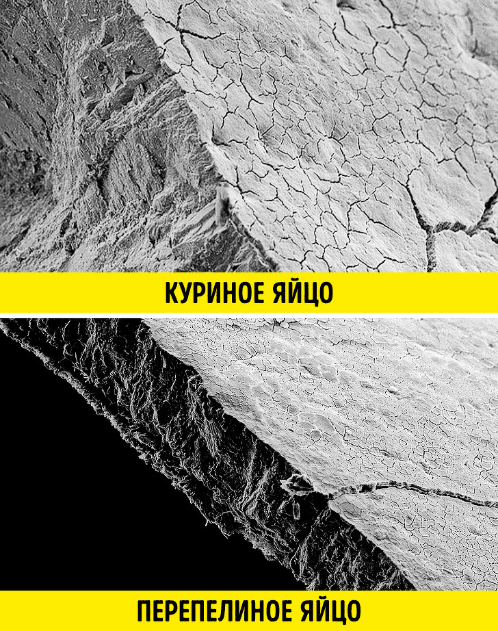 20+ речей, різницю між якими не помітити неозброєним оком