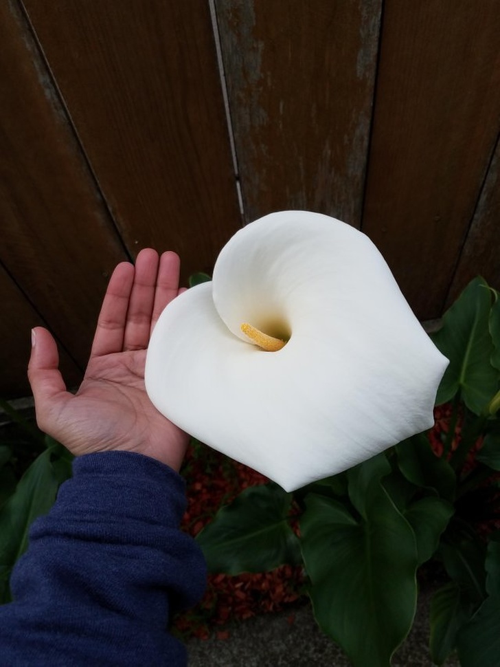 20+ речей, розміри яких опинилися набагато більше, ніж ми звикли думати