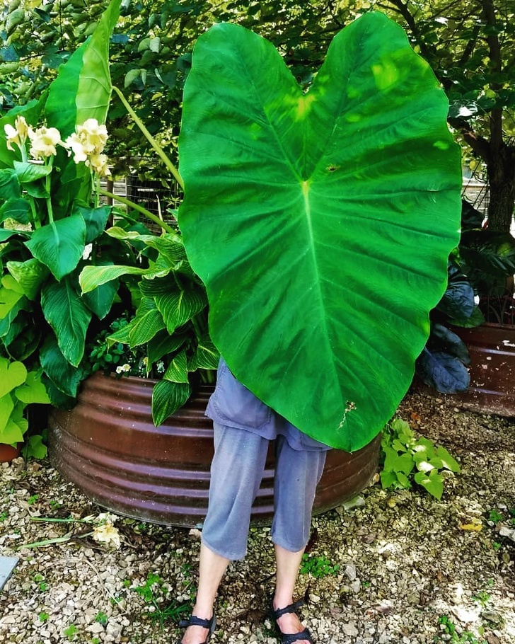 20+ речей, розміри яких опинилися набагато більше, ніж ми звикли думати