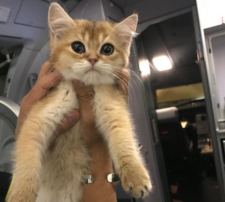 20+ речей, які дратують бортпровідників, а вони це приховують за посмішками