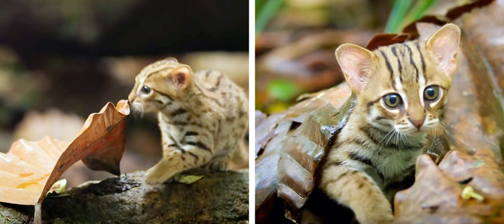 20+ речей, які сміливо можна назвати непристойно величезними