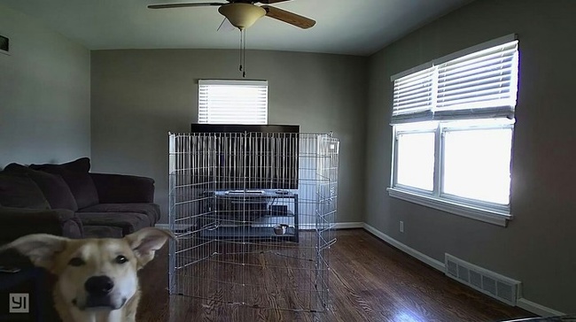 20 речей, які трапляться з кожним, хто заведе собі собаку