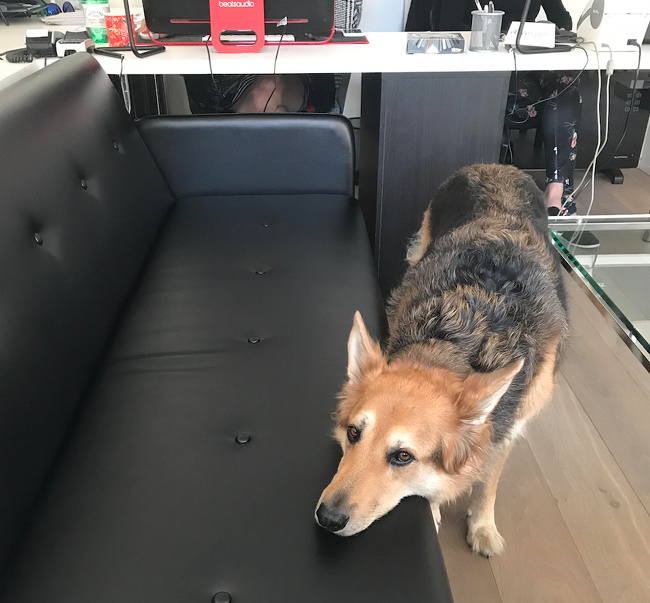 20 речей, які трапляться з кожним, хто заведе собі собаку