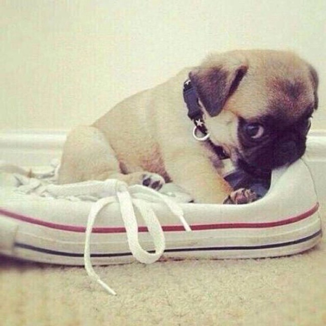 20 речей, які трапляться з кожним, хто заведе собі собаку