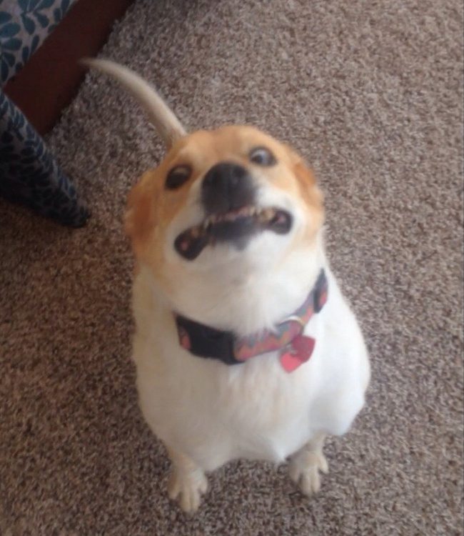 20 речей, які трапляться з кожним, хто заведе собі собаку