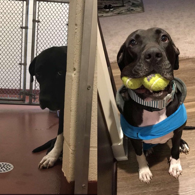 20 речей, які трапляться з кожним, хто заведе собі собаку