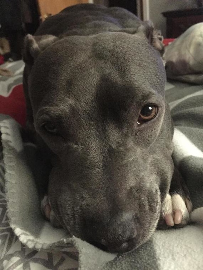 20 речей, які трапляться з кожним, хто заведе собі собаку