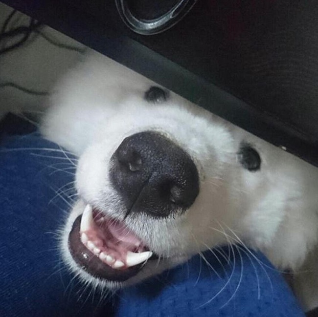 20 речей, які трапляться з кожним, хто заведе собі собаку