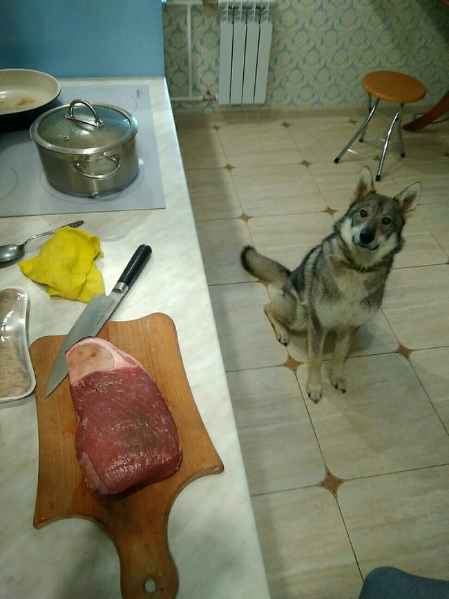 20 речей, які трапляться з кожним, хто заведе собі собаку