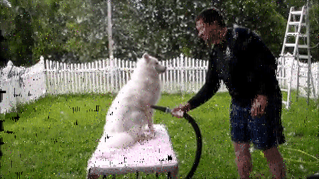 20 речей, які трапляться з кожним, хто заведе собі собаку