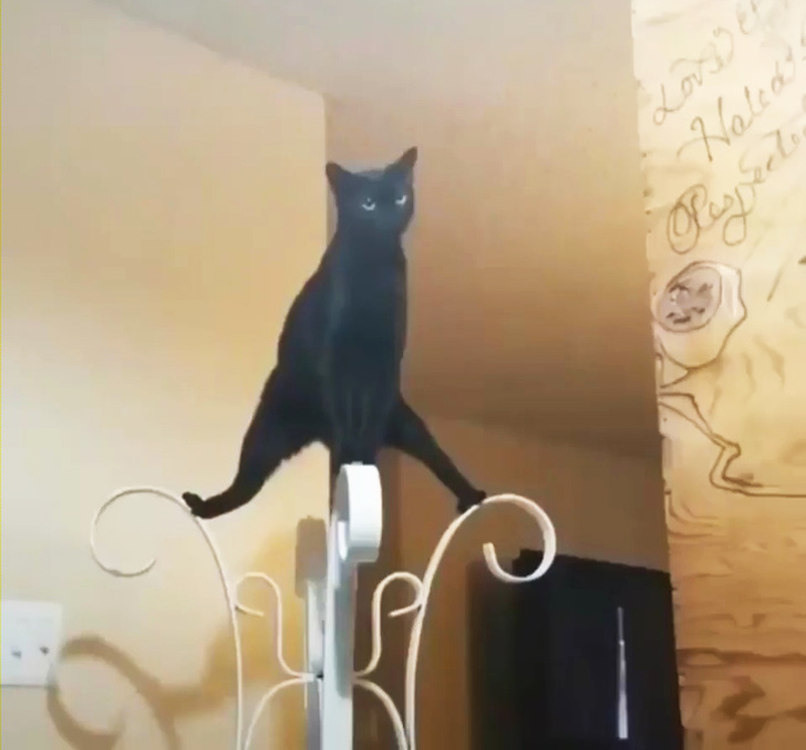 20 шкодливих вихованців, які вирішили влаштувати своїм господарям веселе життя