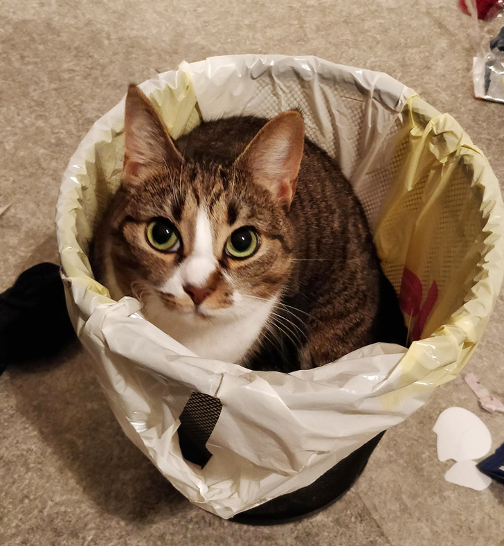 20 шкодливих вихованців, які вирішили влаштувати своїм господарям веселе життя