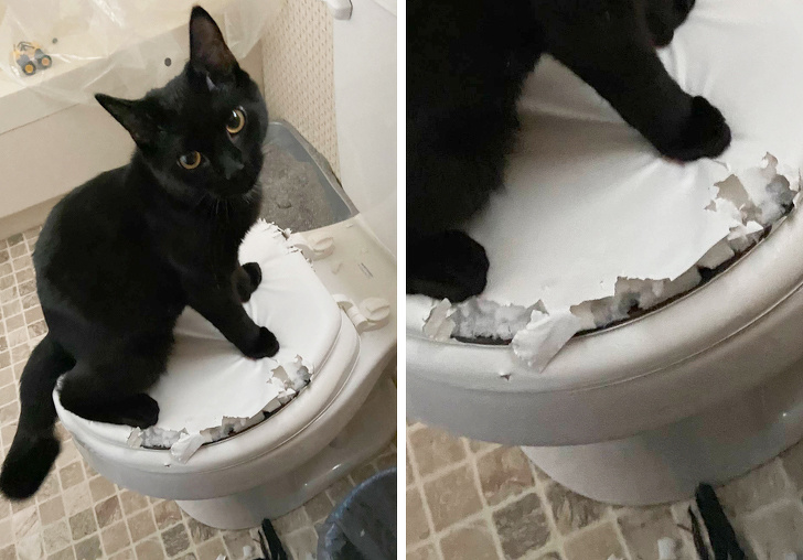 20 шкодливих вихованців, які вирішили влаштувати своїм господарям веселе життя