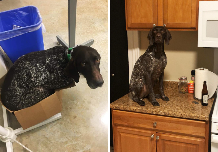 20 шкодливих вихованців, які вирішили влаштувати своїм господарям веселе життя