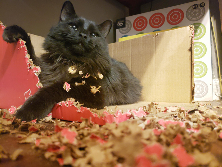 20 шкодливих вихованців, які вирішили влаштувати своїм господарям веселе життя