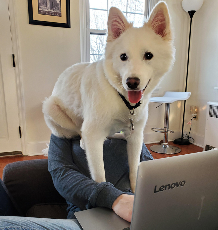 20 шкодливих вихованців, які вирішили влаштувати своїм господарям веселе життя