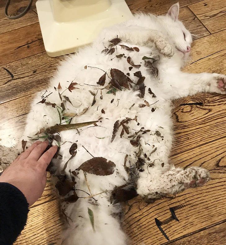 20 шкодливих вихованців, які вирішили влаштувати своїм господарям веселе життя