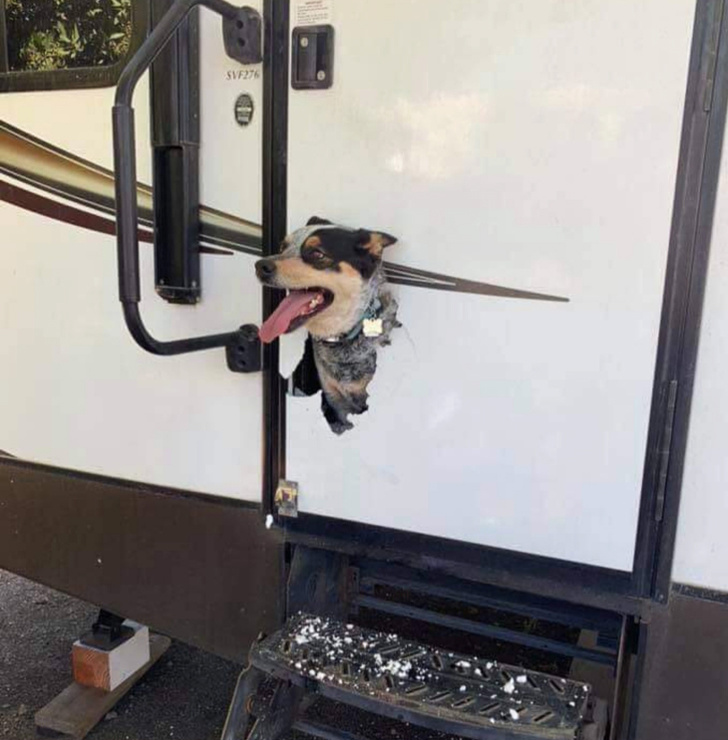 20 шкодливих вихованців, які вирішили влаштувати своїм господарям веселе життя