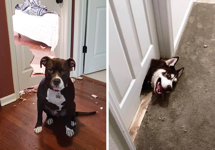 20 шкодливих вихованців, які вирішили влаштувати своїм господарям веселе життя