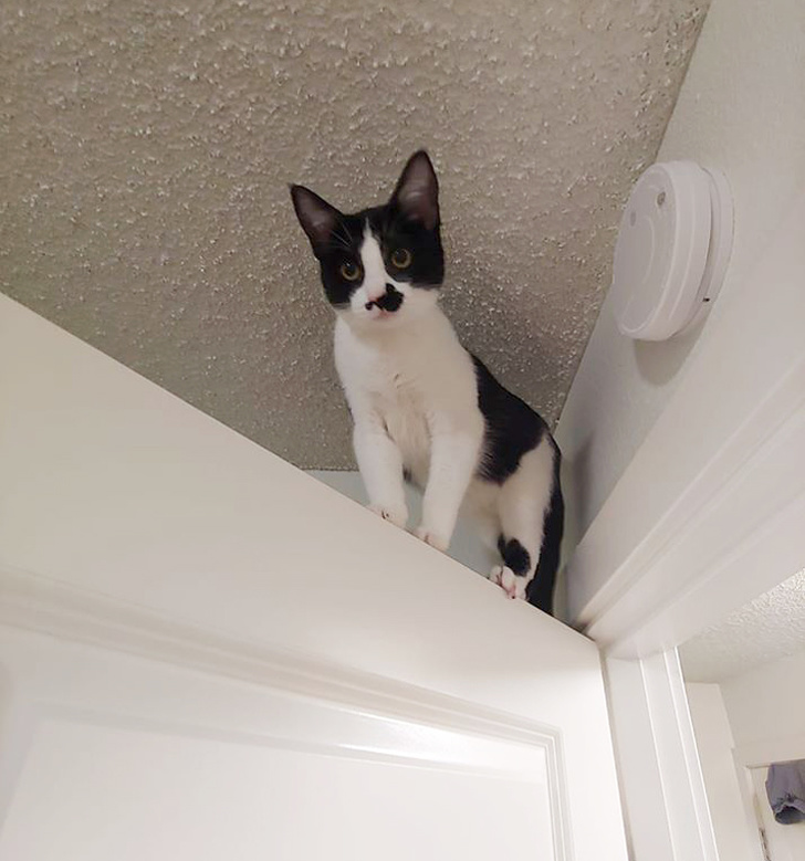 20 шкодливих вихованців, які вирішили влаштувати своїм господарям веселе життя