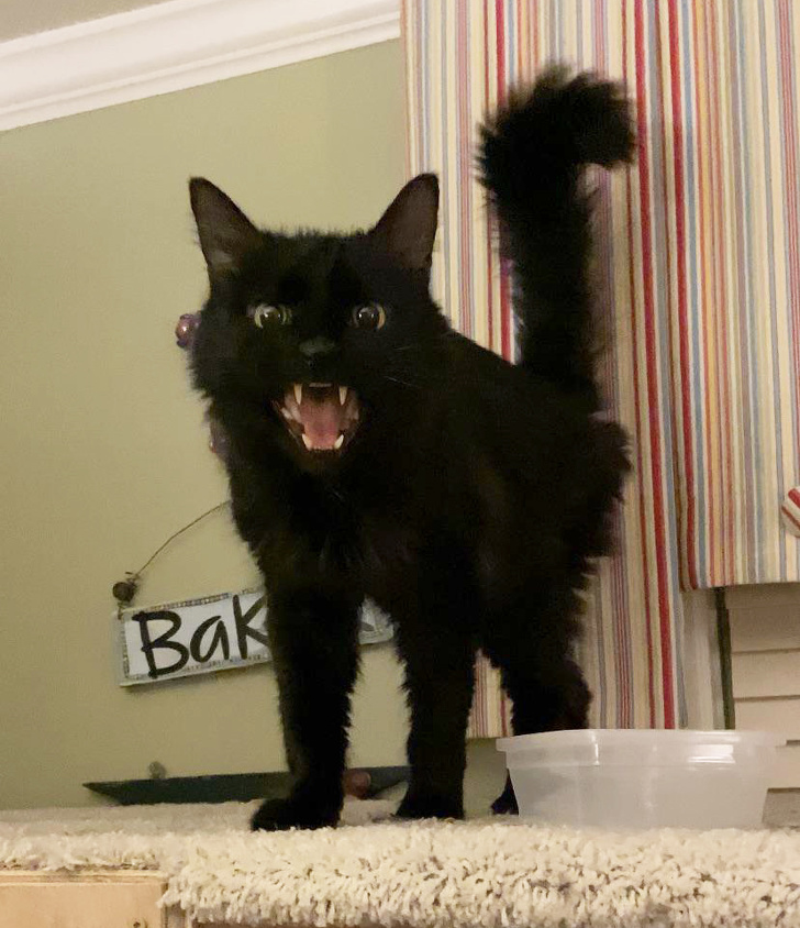 20 шкодливих вихованців, які вирішили влаштувати своїм господарям веселе життя