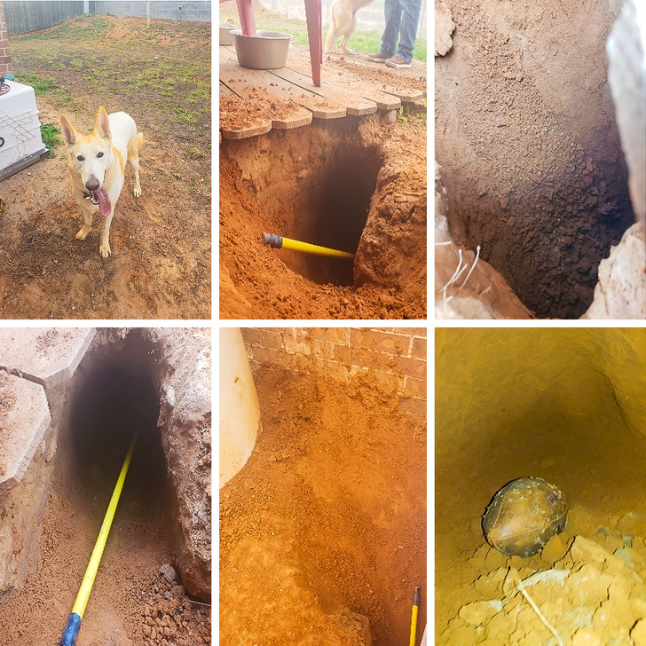 20 шкодливих вихованців, які вирішили влаштувати своїм господарям веселе життя