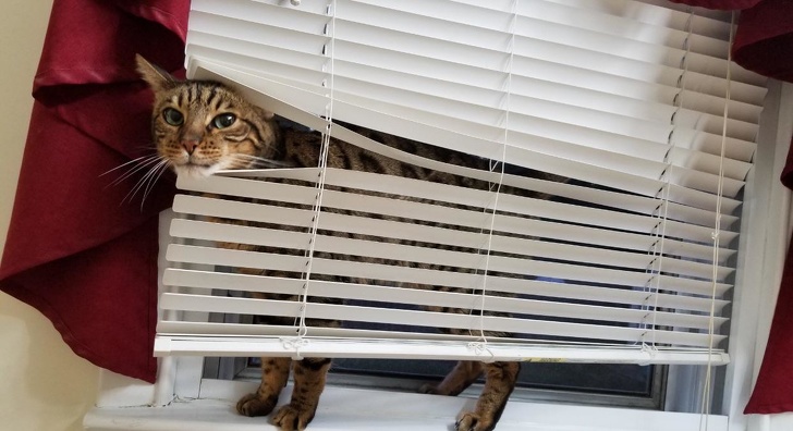 20 шкодливих вихованців, які вирішили влаштувати своїм господарям веселе життя