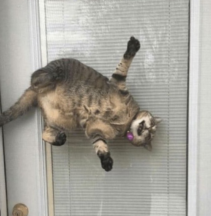 20+ ситуацій, які будуть зрозумілі тим, хто є щасливим володарем кота