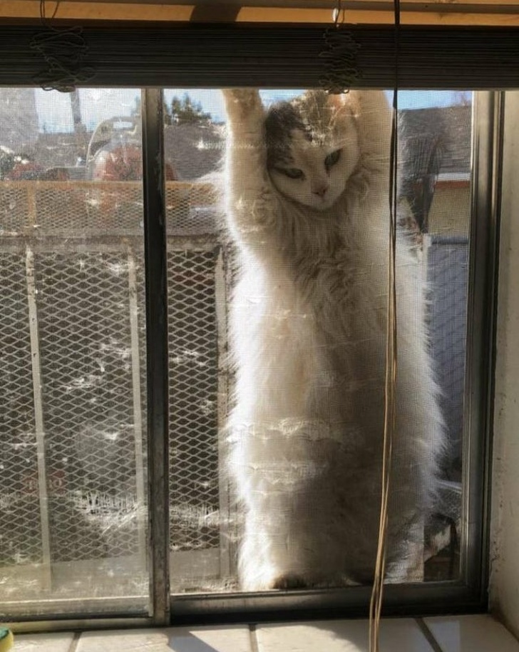 20+ ситуацій, які будуть зрозумілі тим, хто є щасливим володарем кота