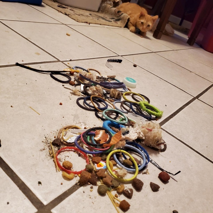 20+ ситуацій, які будуть зрозумілі тим, хто є щасливим володарем кота