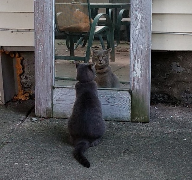 20+ ситуацій, які будуть зрозумілі тим, хто є щасливим володарем кота