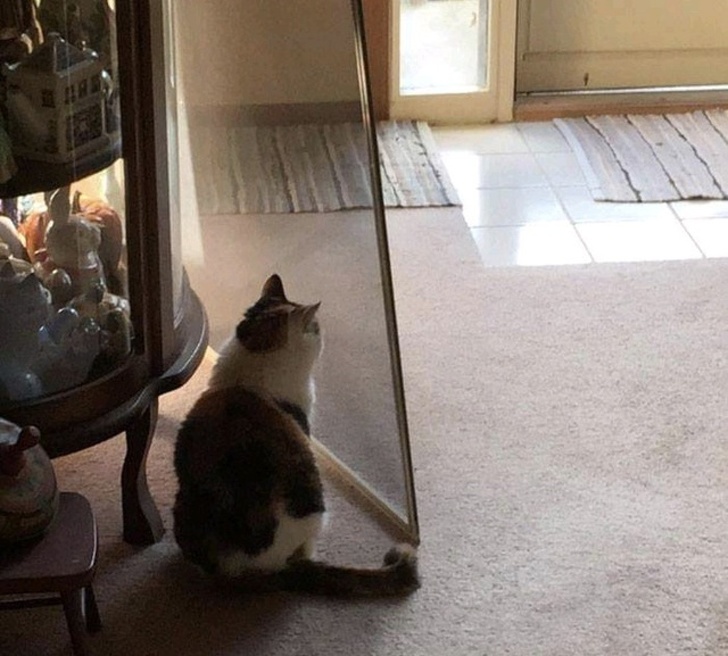 20+ ситуацій, які будуть зрозумілі тим, хто є щасливим володарем кота