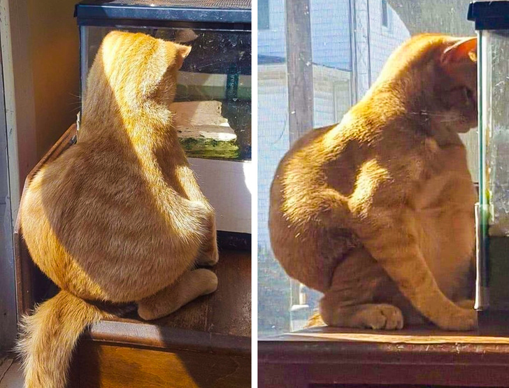 20+ ситуацій, які будуть зрозумілі тим, хто є щасливим володарем кота