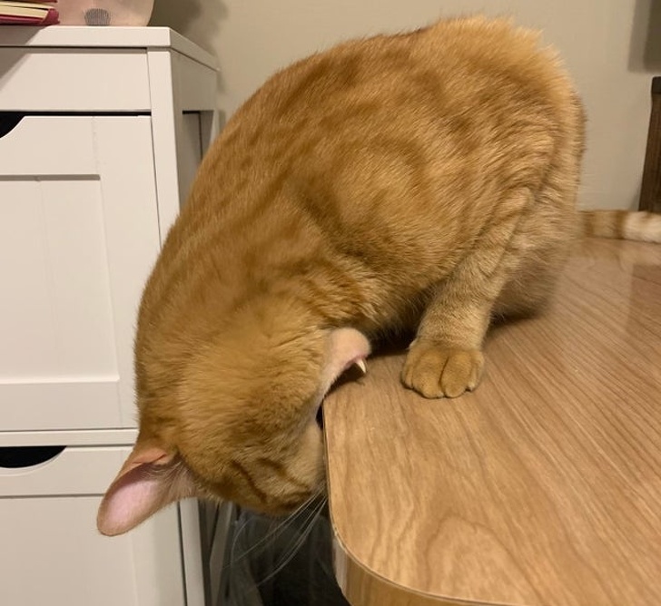 20+ ситуацій, які будуть зрозумілі тим, хто є щасливим володарем кота