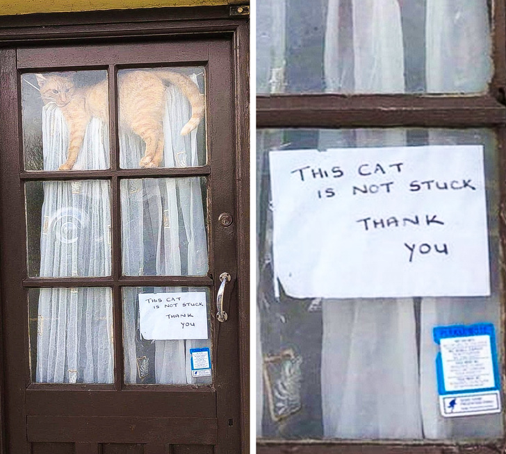 20+ ситуацій, які будуть зрозумілі тим, хто є щасливим володарем кота