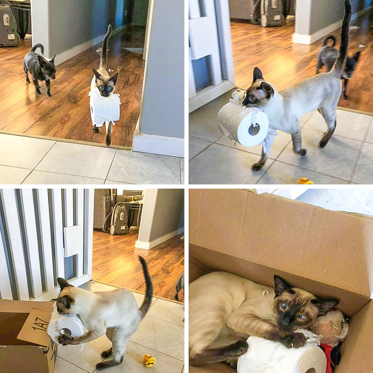 20+ ситуацій, які будуть зрозумілі тим, хто є щасливим володарем кота