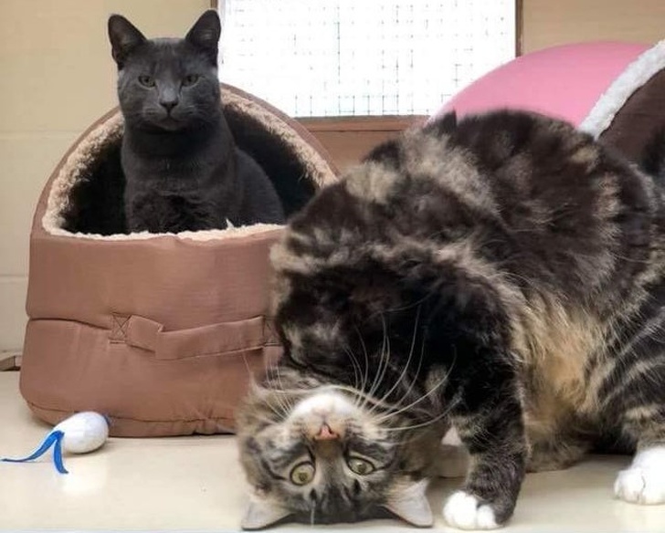 20+ ситуацій, які будуть зрозумілі тим, хто є щасливим володарем кота