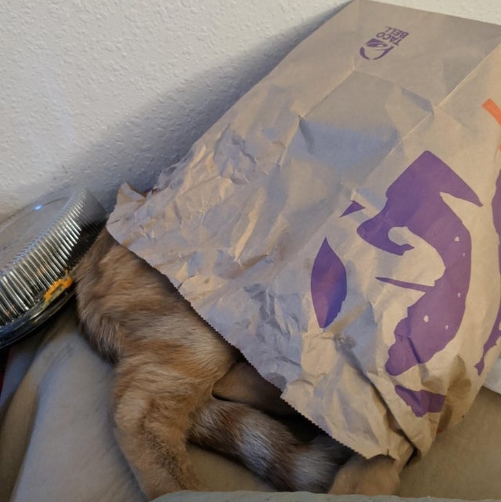 20+ ситуацій, які будуть зрозумілі тим, хто є щасливим володарем кота