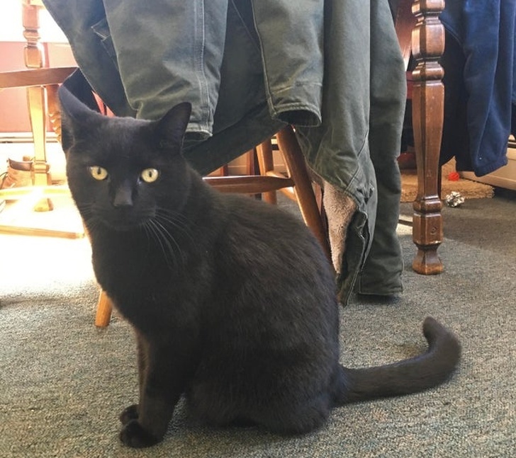 20+ ситуацій, які будуть зрозумілі тим, хто є щасливим володарем кота