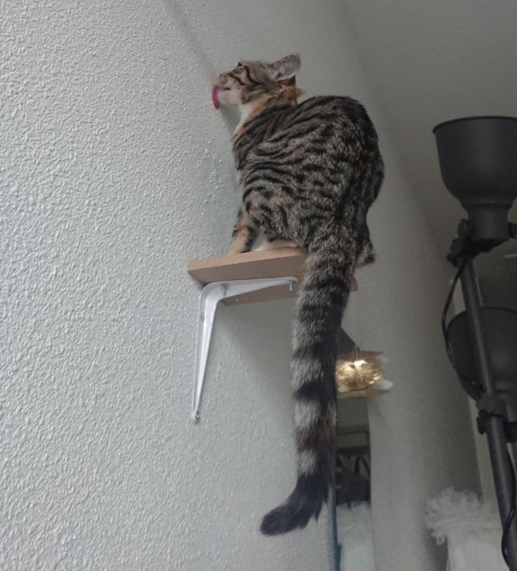 20+ ситуацій, які будуть зрозумілі тим, хто є щасливим володарем кота