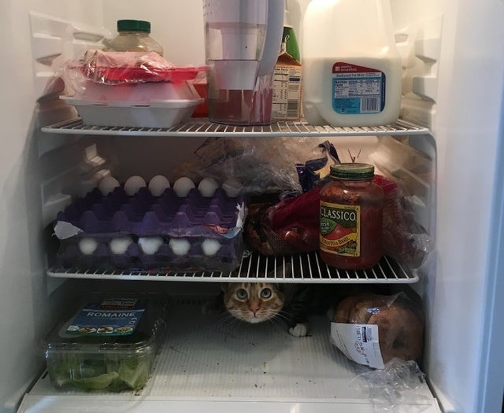 20+ ситуацій, які будуть зрозумілі тим, хто є щасливим володарем кота