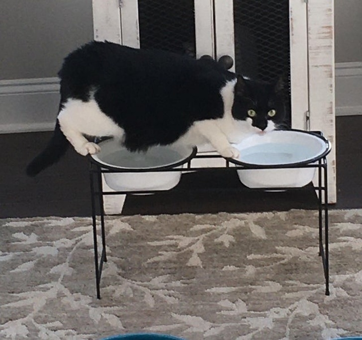 20+ ситуацій, які будуть зрозумілі тим, хто є щасливим володарем кота